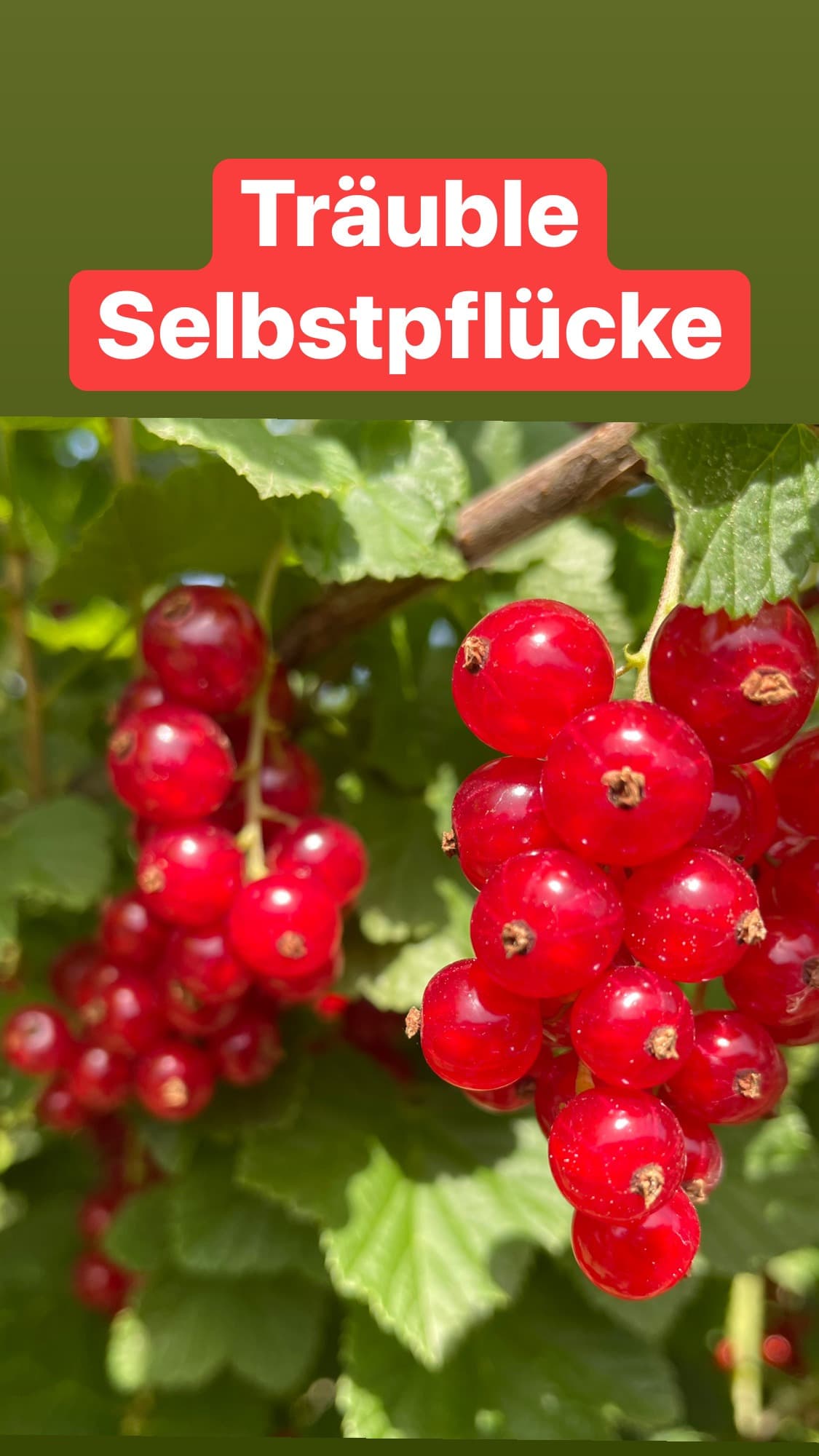Read more about the article Selbstpflücke Info!
